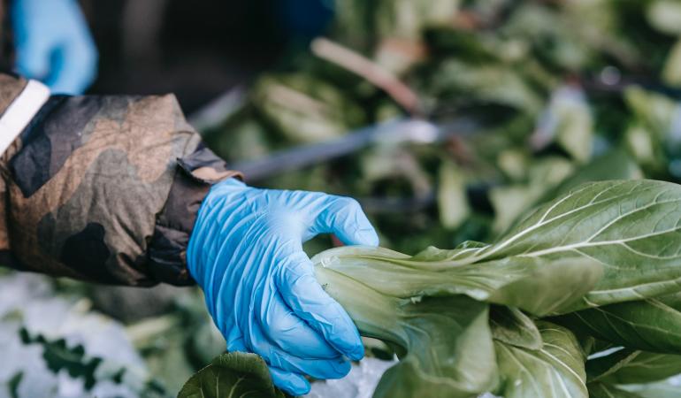 Closeup van spinazie oogst door persoon met handschoenen